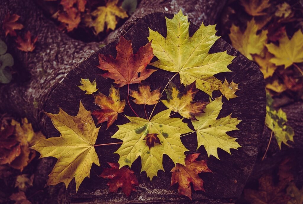 maple, leaves, fall, tree stump, autumn, autumn leaves, maple leaves, tree, nature, season